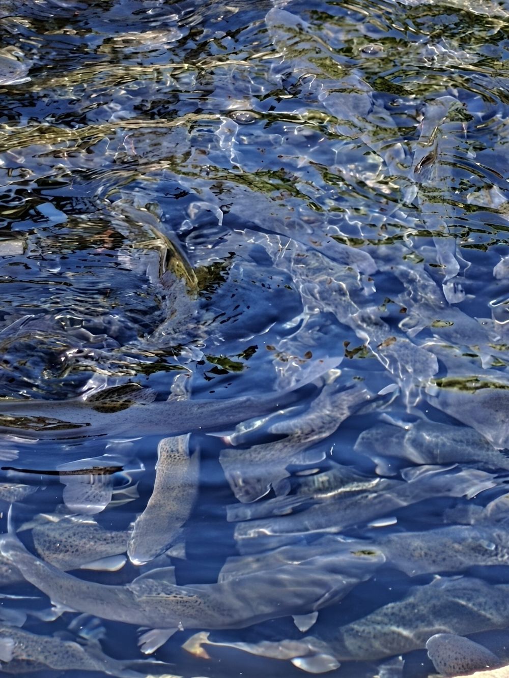 Forellen im klaren Wasser des eigenen Teichs